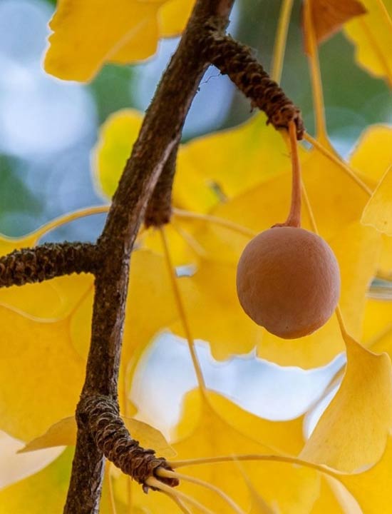Ginkgo Biloba