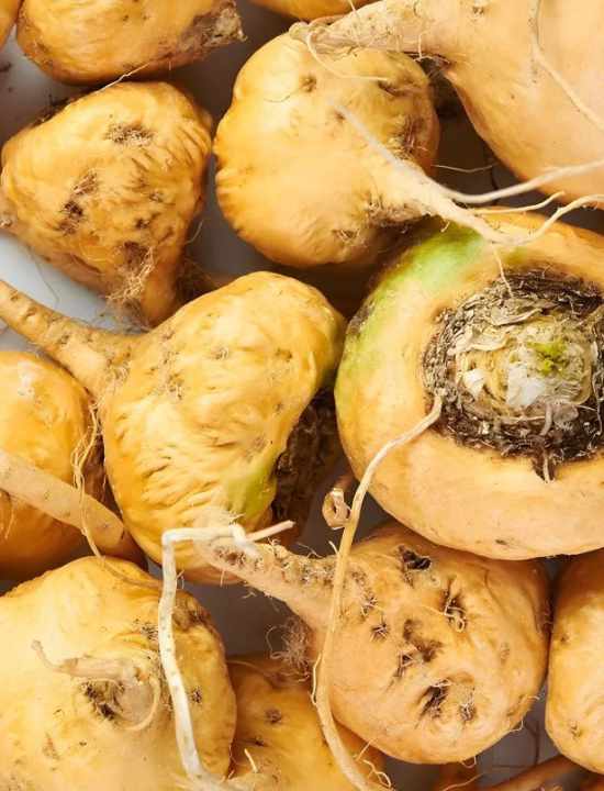 Maca Andina