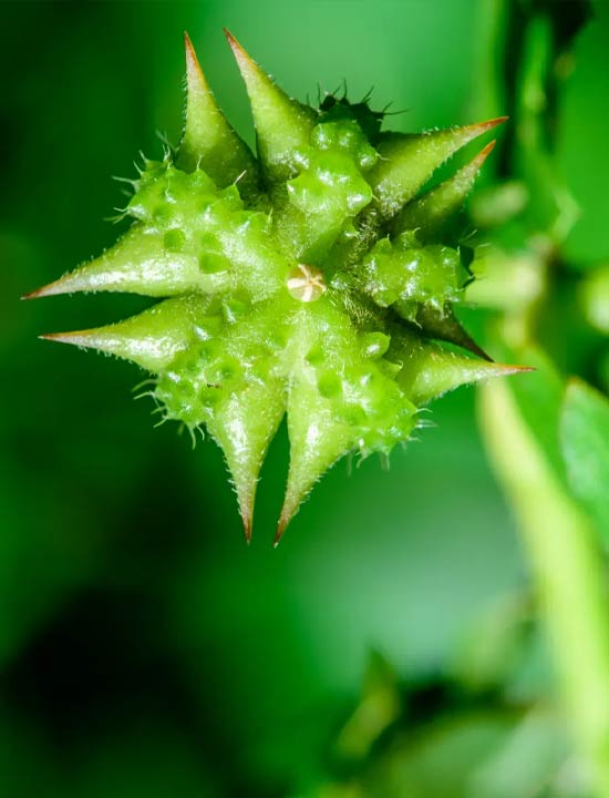 Tribulus Terrestris